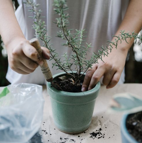 Belcourt Village Blossoms: A Vision of Growth in Seven Oaks 2 Untitled design 15