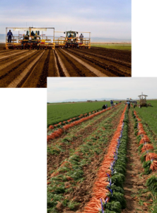 A neighborhood social 3 agriculture legacy